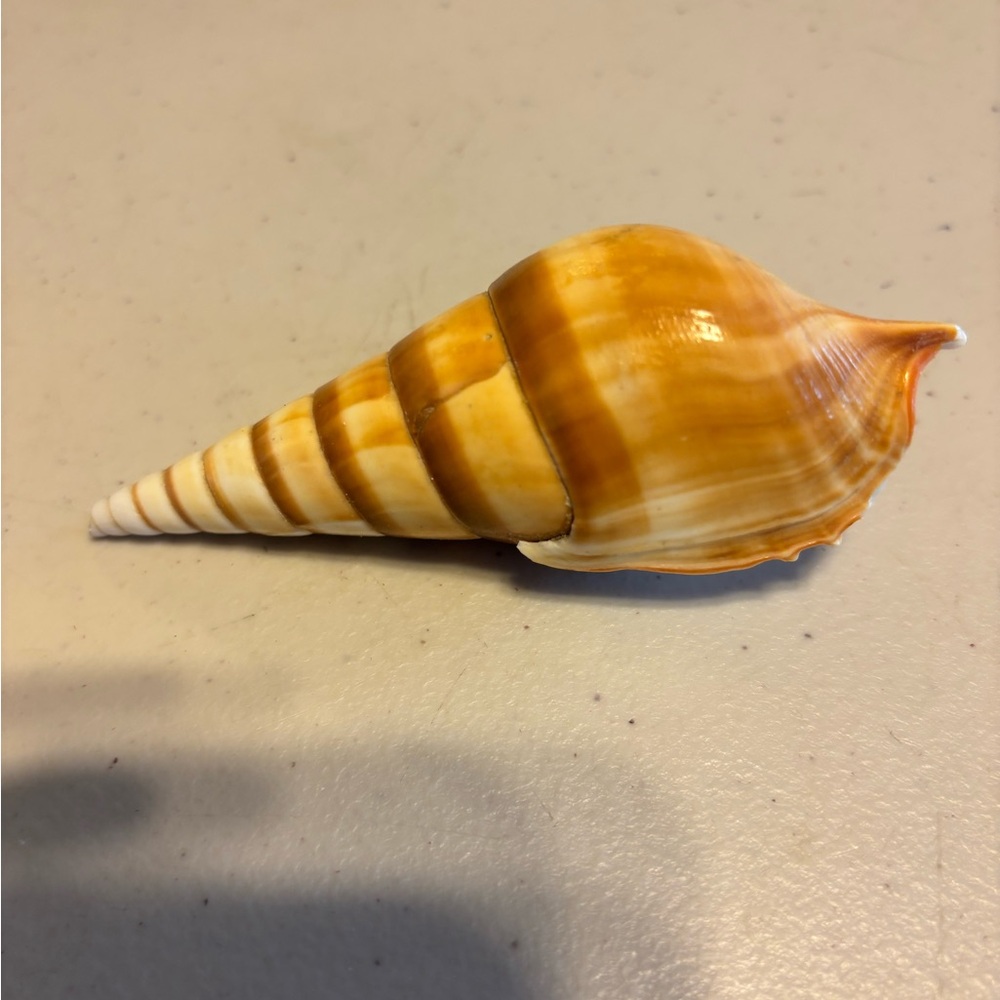 Striped Seashell Decor Tibia fusus  seashell.
